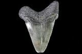 Fossil Chubutensis Tooth - Megalodon Ancestor #83584-1